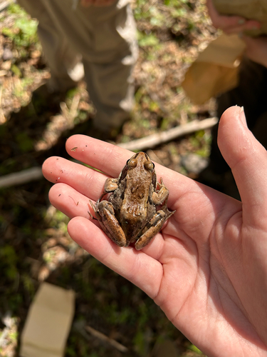 Wood Frog