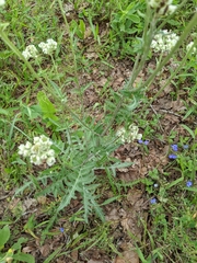 Hymenopappus artemisiifolius