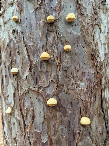 Veiled Polypore