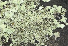 Flavoparmelia rutidota