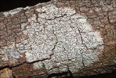 Halegrapha mucronata