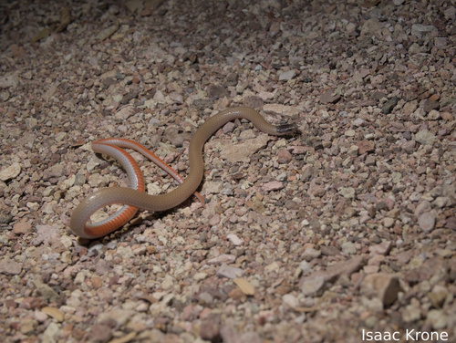 Southwestern Blackhead Snake