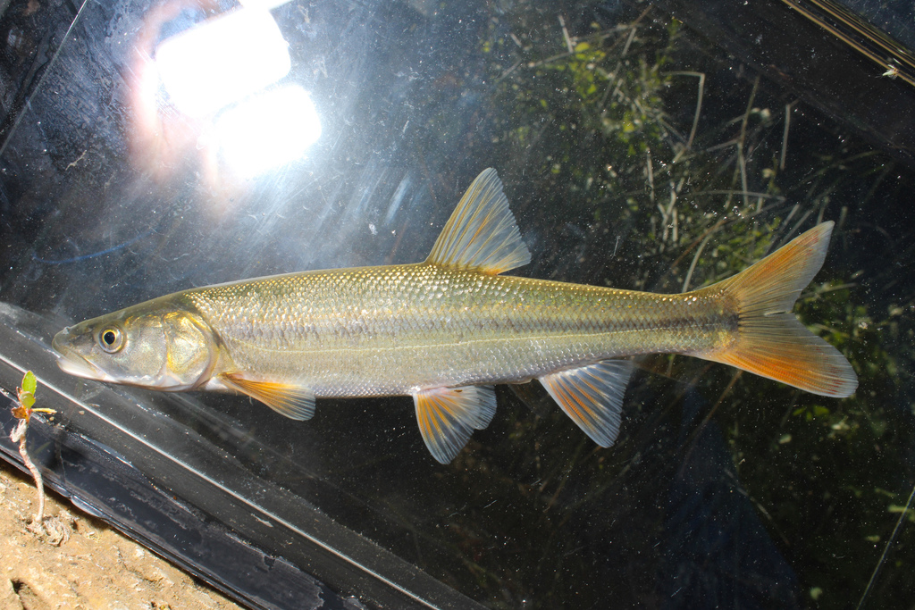 Sacramento Pikeminnow