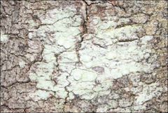 Pertusaria pertractata