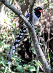 Urocissa erythroryncha