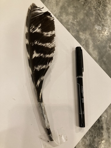 Plume de Dindon sauvage