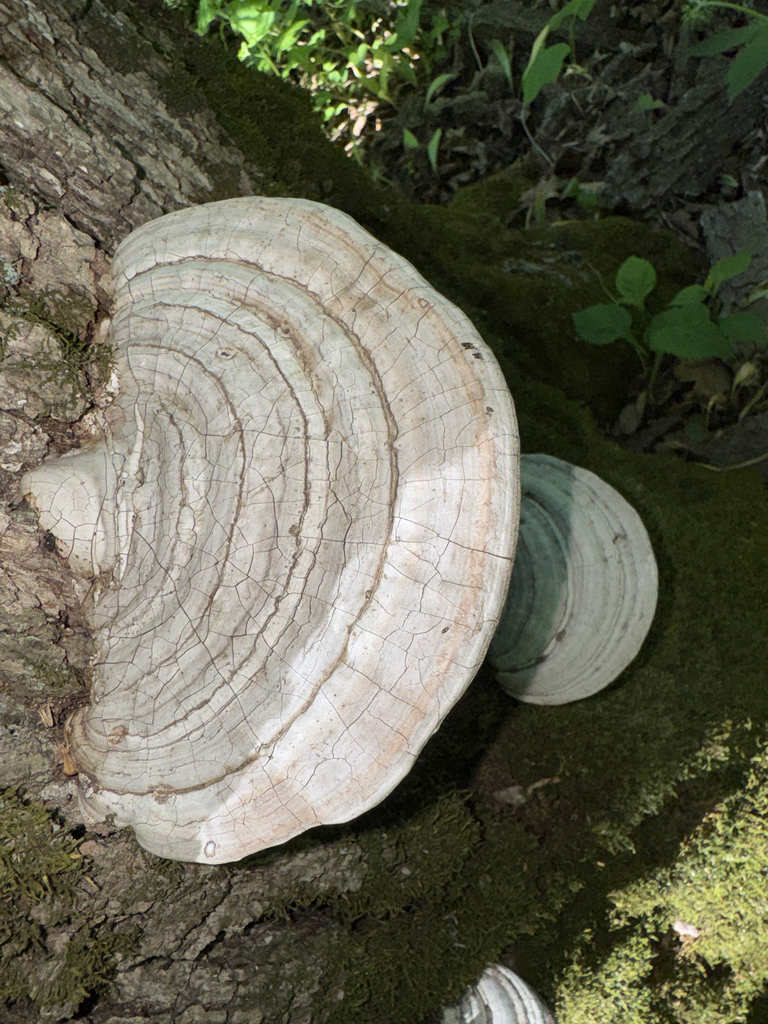 Ganoderma megaloma · May 2026 · photo: Photo: (c) Nick T., some rights reserved (CC BY-SA) · iNaturalist