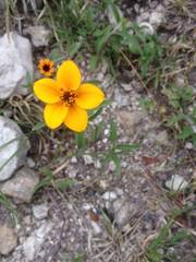 Sclerocarpus uniserialis