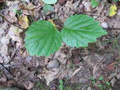 Viburnum rafinesqueanum