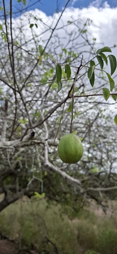 Spondias tuberosa, photograph 1