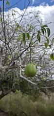 Spondias tuberosa, photograph author not stated, no rights reserved