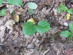 Viburnum rafinesqueanum