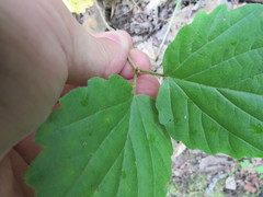 Viburnum rafinesqueanum