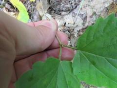 Viburnum rafinesqueanum