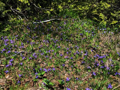 Dwarf lake iris