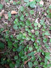 Hydrocotyle microphylla