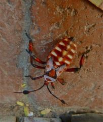 Pachylis neocalifornicus