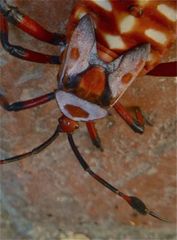 Pachylis neocalifornicus