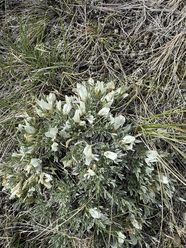 Threeleaf Milkvetch