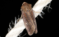 Proteuxoa bistrigula