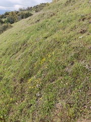 Pseudobahia heermannii