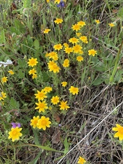 Pseudobahia heermannii