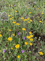 Pseudobahia heermannii