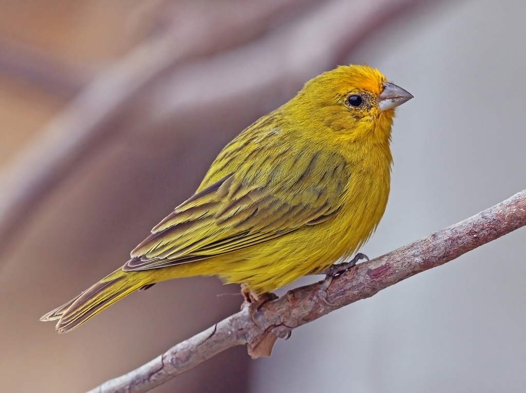 Jilguero Dorado (Guía de Aves de Parque Centenario) · iNaturalist