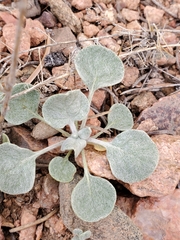 Eriogonum cernuum