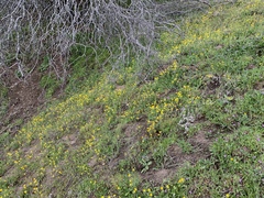 Pseudobahia heermannii