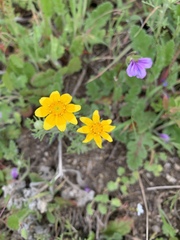 Pseudobahia heermannii