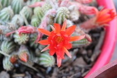 Lobivia silvestrii