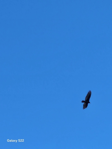 Turkey Vulture