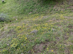 Pseudobahia heermannii