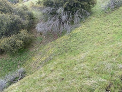 Pseudobahia heermannii