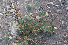 Euphorbia berteroana