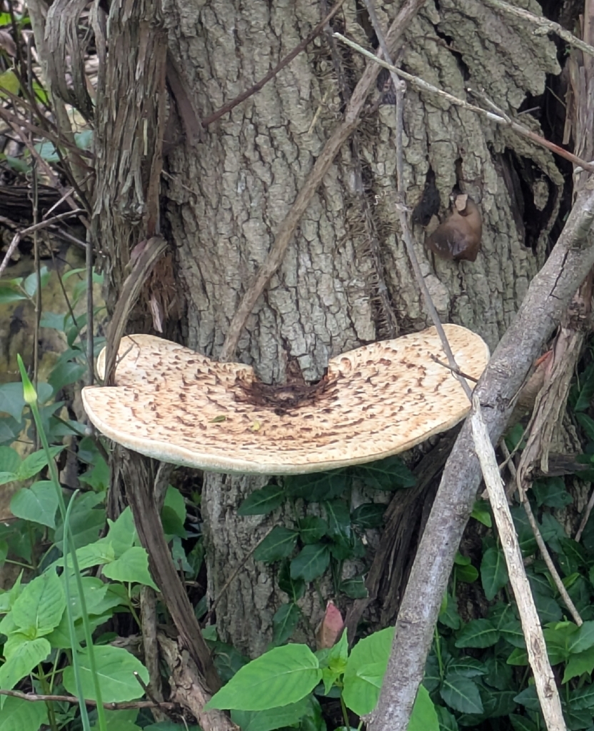 Dryad's Saddle · May 2026 · photo: Photo: no rights reserved · iNaturalist