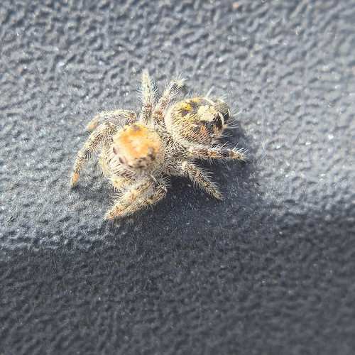 Hairy Tufted Jumping Spider