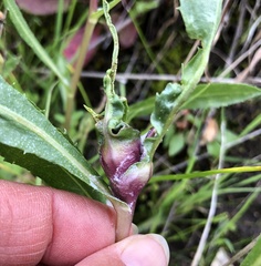 Gnorimoschema grindeliae