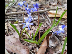 Scilla forbesii