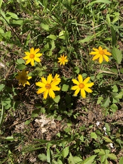 Coreopsis auriculata
