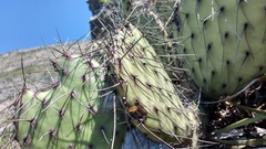 Opuntia stenopetala