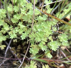 Alchemilla occidentalis