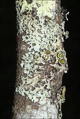 Austroparmelina pseudorelicina