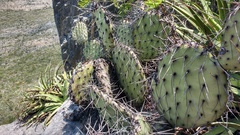 Opuntia stenopetala