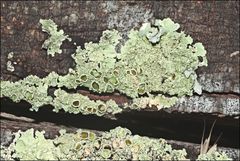 Flavoparmelia rutidota