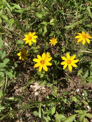 Coreopsis auriculata