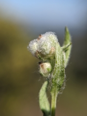 Micropus californicus