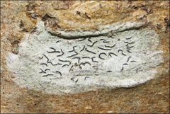 Halegrapha mucronata