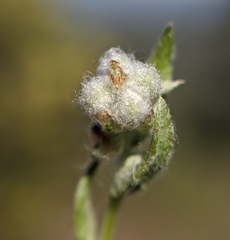 Micropus californicus